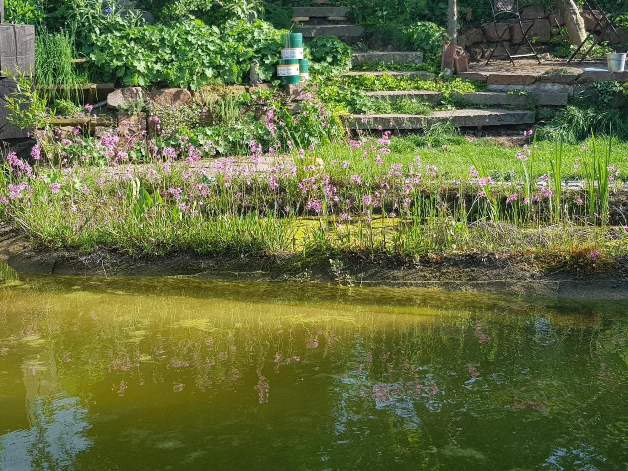 Wohnung Mit Sauna, Garten & Schwimmteich Bietigheim-Bissingen Dış mekan fotoğraf