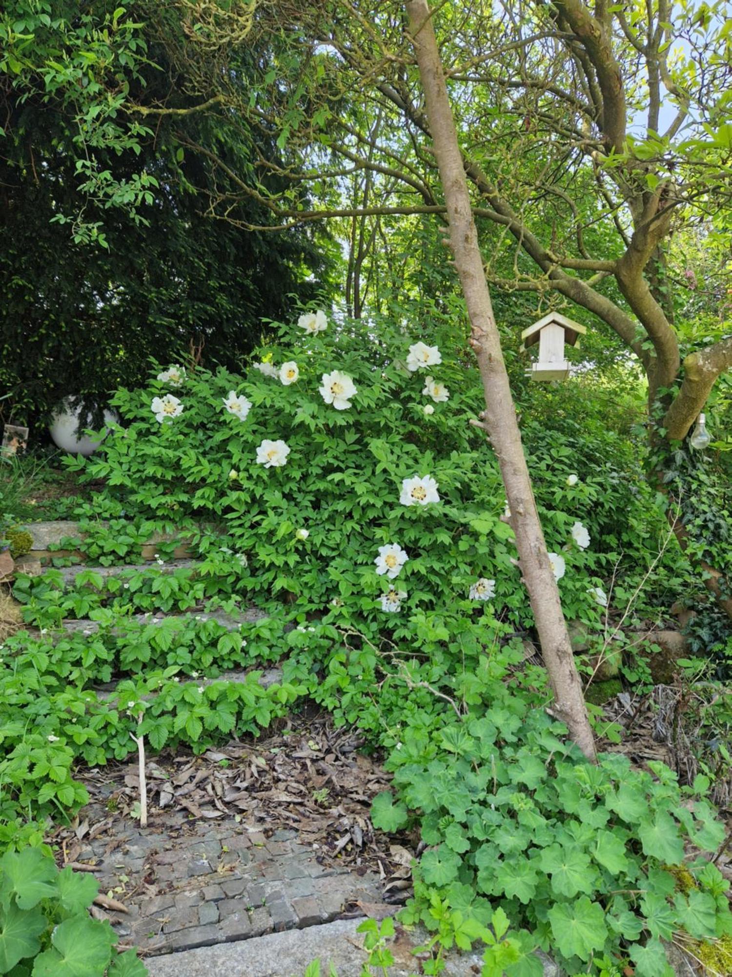 Wohnung Mit Sauna, Garten & Schwimmteich Bietigheim-Bissingen Dış mekan fotoğraf